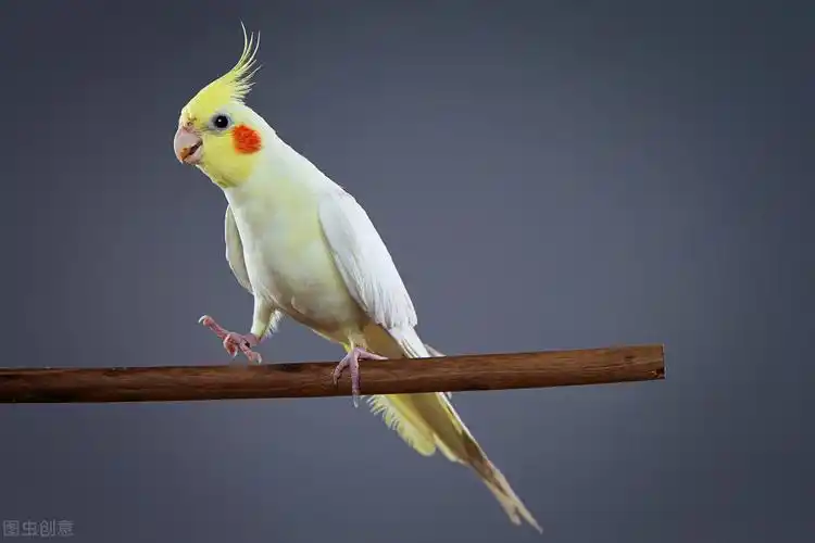 「关注」2020年玄凤鹦鹉价格表,快看看你家鹦鹉是涨了多少?