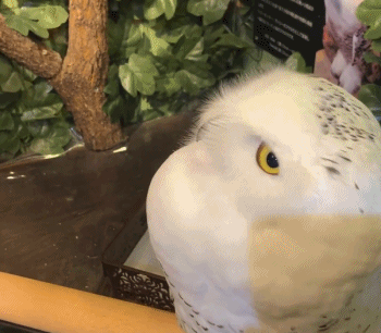 和其他生活在北极的动物一样,它们身上也有许多"未解之谜".