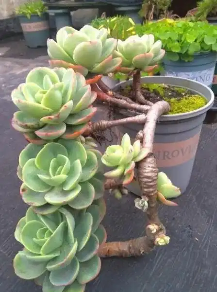 碧桃多肉(碧桃多肉怎么养才能爆头)