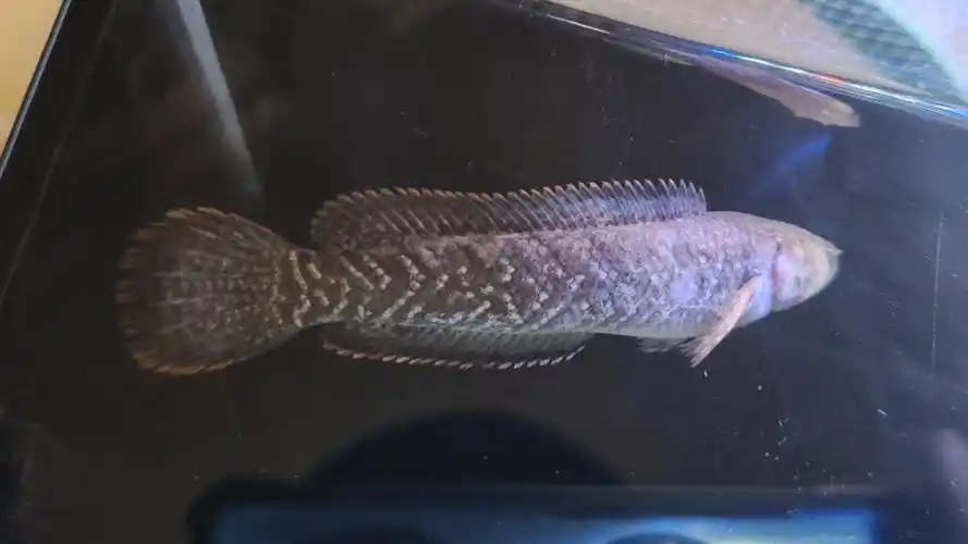 版纳野采的南鳢状态展示