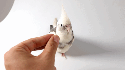 还有:白脸派特玄凤鹦鹉(已剪羽,以后会再长出来)大头虎皮鹦鹉和蛋白石