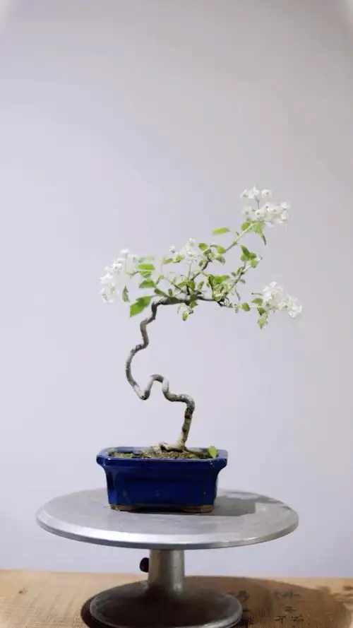 可爱的山楂盆景
