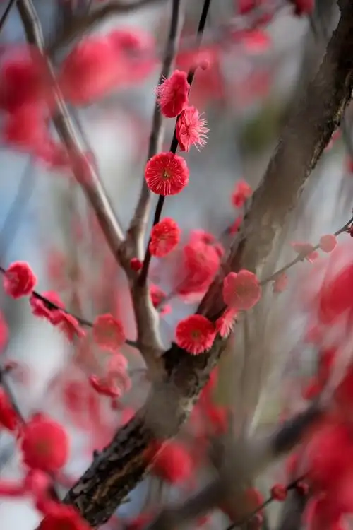 梅花红艳艳的在强光下这个颜色反差挺厉害不好拍好看所有颜色都是美的