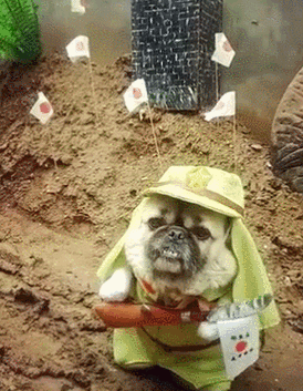 狗狗被主人装扮成小日本,表情到位太欠揍,网友们怒怼