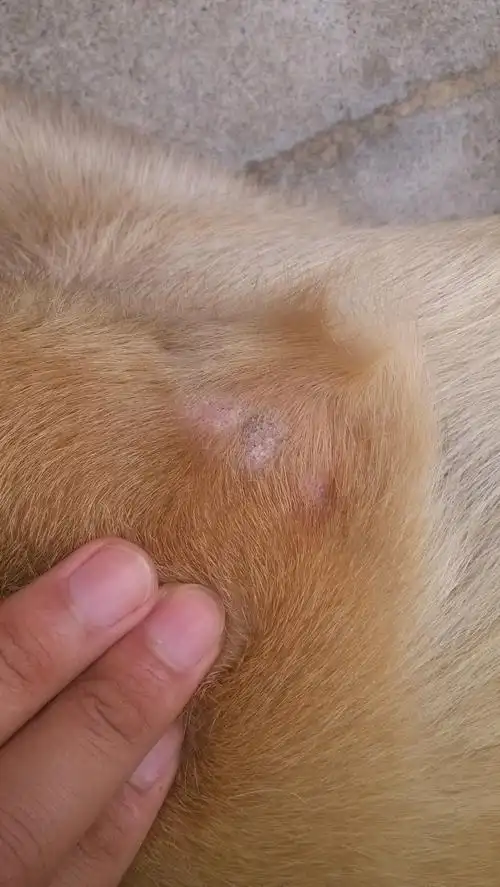 狗嘴上长了这样的癣要用什么药,我给它用达克宁好像没效果.