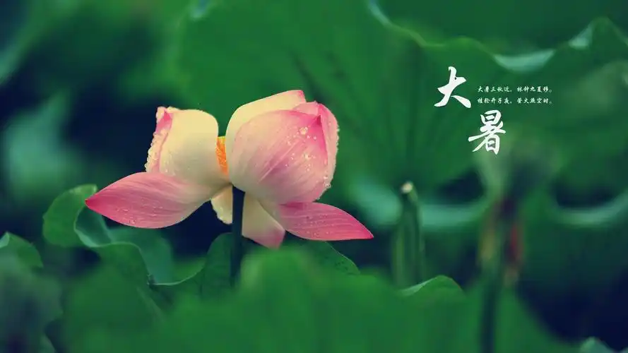 中国传统二十四节气大暑