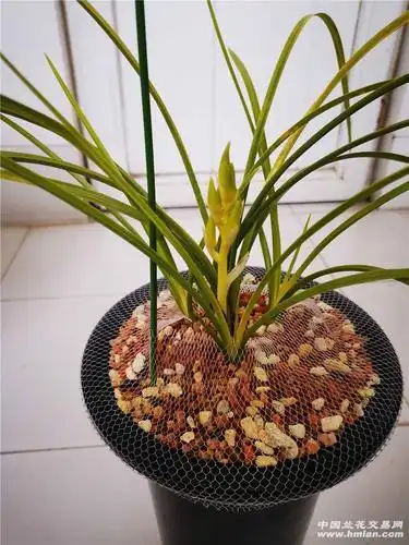 黄心草初次开花-蕙兰篇-兰花交易网论坛