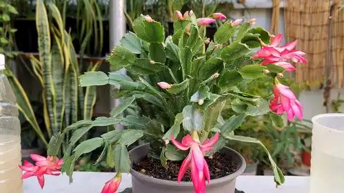 01:09  来源:好看视频-蟹爪兰开花多,盆里加上这2种"东西",很快开