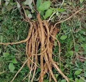 【顺丰包邮】贵州野生新鲜党参零星采挖500g高山无污染当参