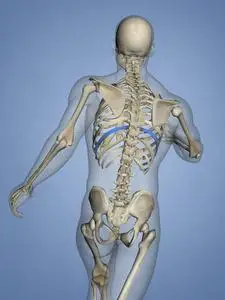 数字肋骨第九肋骨,肋骨笼子,3英语字母表中的第四个字母模型照片