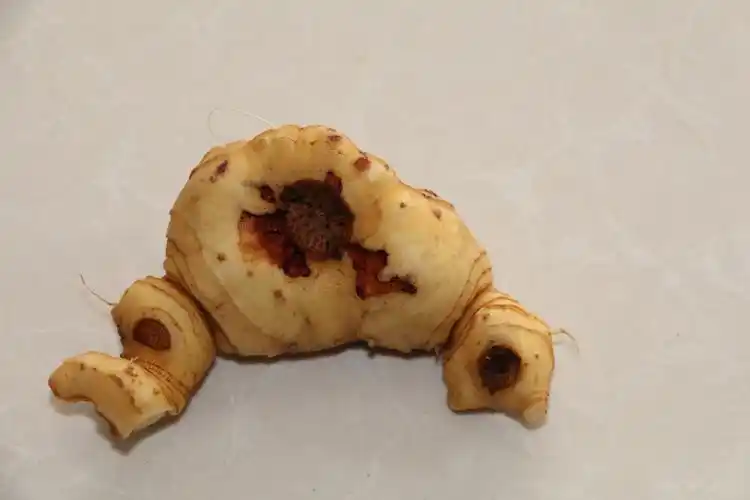 九华华山特产野生多花花黄年生新鲜小黄500克黄精