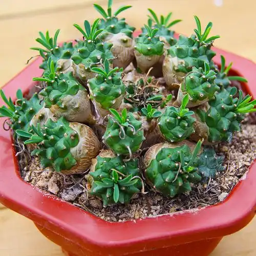 峨眉山多肉植物趣味容易窗台净化空气菠萝群生稀有多肉植物