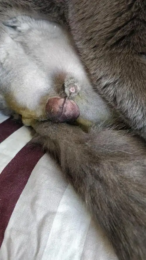 【讨论】大家来看看绝育后蛋蛋这样正常吗