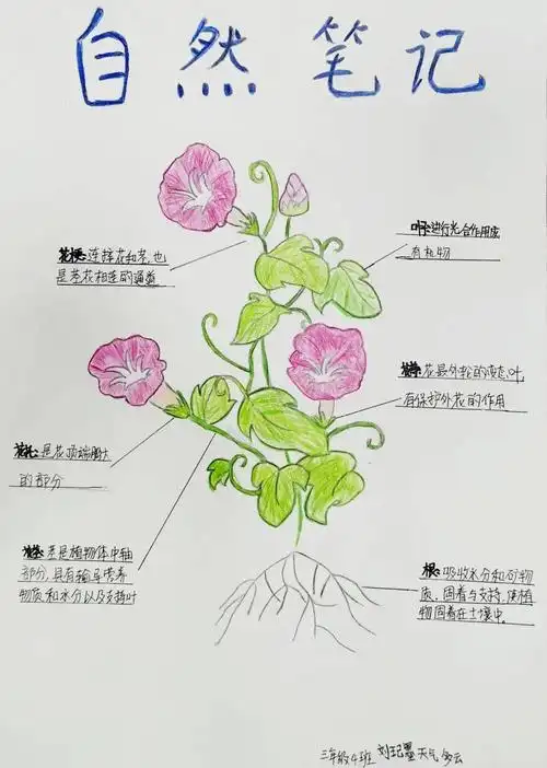 自然笔记捕捉自然之美描绘自然画卷系列二