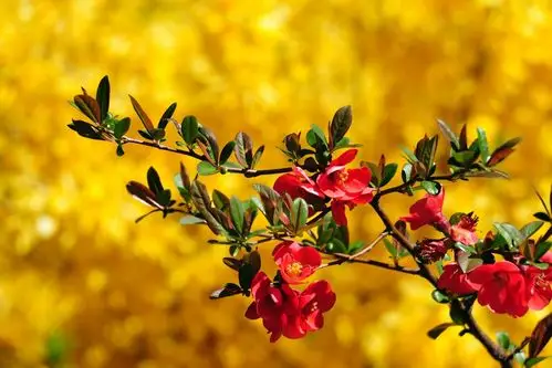 世界壁纸中的美丽花朵,高清图片,壁纸,自然风景-桌面城市