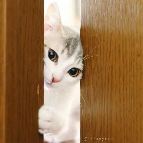 猫咪在门边偷窥主人 眼睛直勾勾的 网友:干羞羞的事情哦!