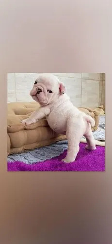 法斗犬手机壁纸