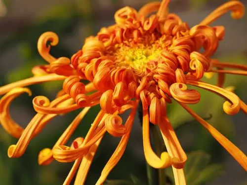 今秋北京北海公园举行菊花展,各色名贵品种菊花争奇斗艳,美