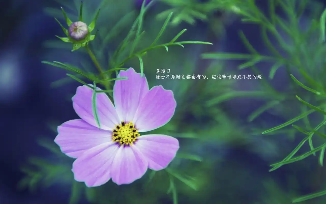 每日心语唯美治愈系文字语录绿色植物护眼壁纸高清下载