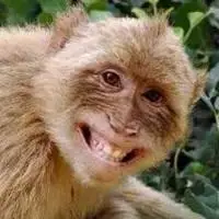 猴子被女生吓出表情包(猴子被女生吓出表情包图片)