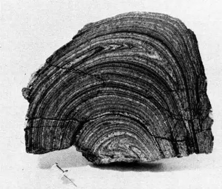 在变质岩中极为常见,是重要特征之一.