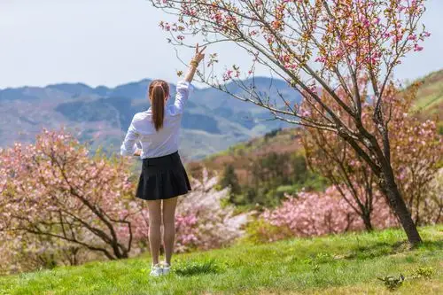 樱花盛开 满树烂漫