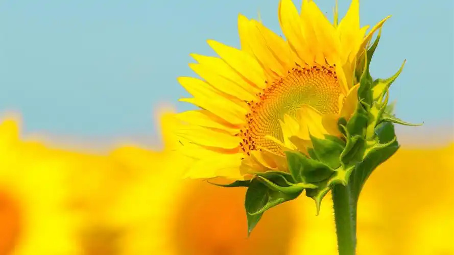 向日葵微距拍摄,背景虚化 壁纸