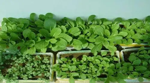 幼儿园科学探究活实践活动纸上种菜