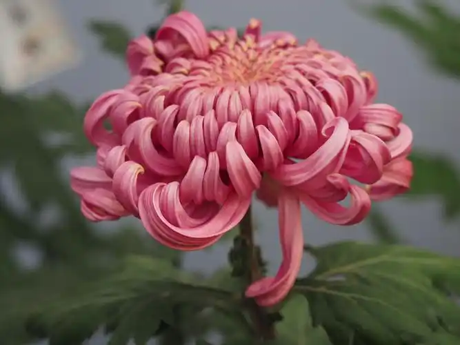 今秋北京北海公园举行菊花展,各色名贵品种菊花争奇斗艳,美