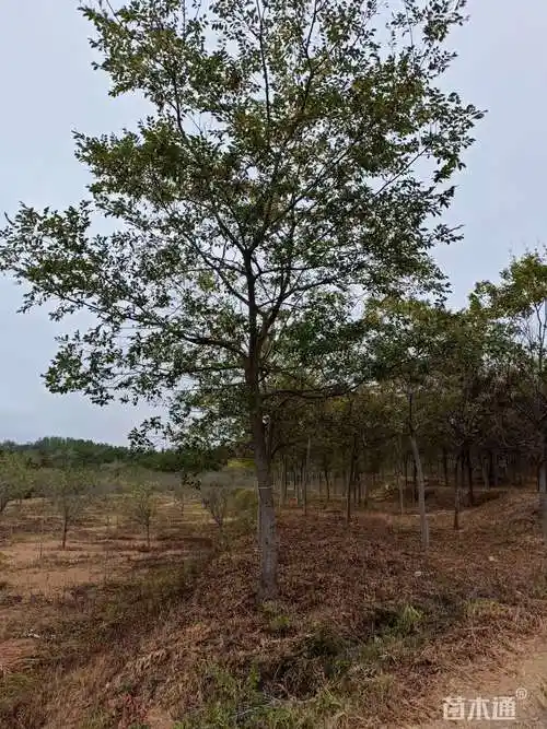 [朴树批发]15公分朴树 1200.00元/株 若干株 苗木通