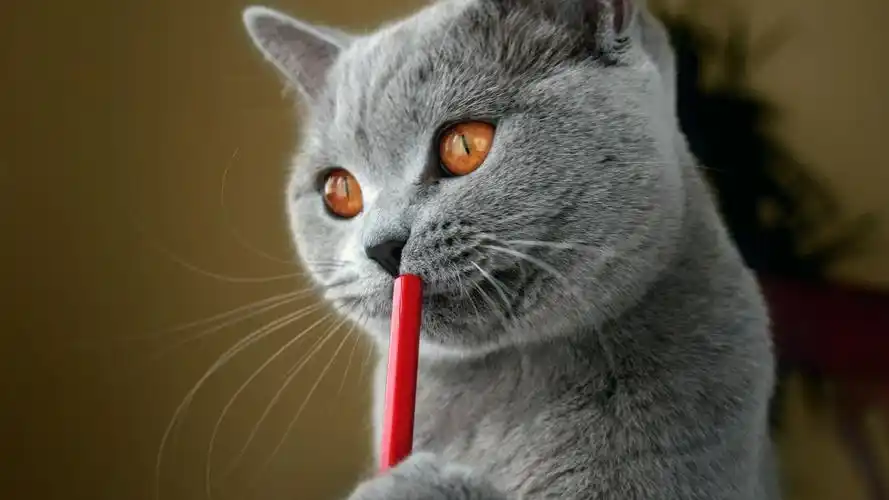 壁纸,猫,1920x1080尺寸壁纸-回车桌面