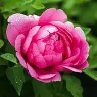 唯美好看的牡丹花头像图片