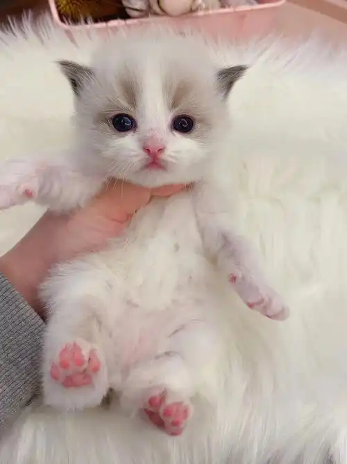 布偶猫幼崽
