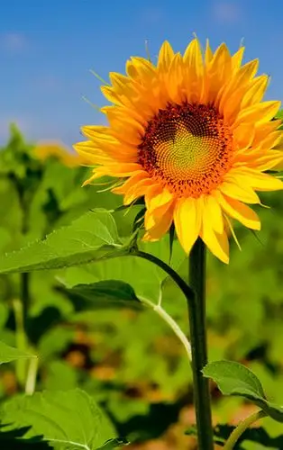 唯美向日葵手机壁纸下载