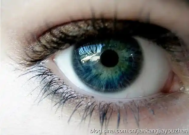[转载]有利于眼睛健康的食物