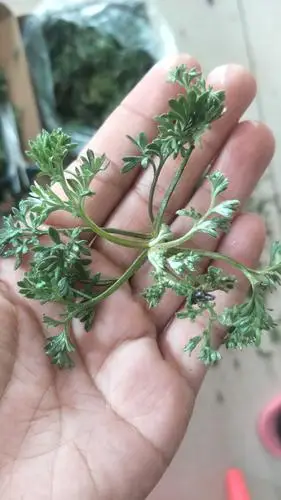 万荣名吃——蒸白蒿