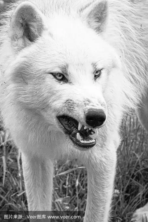 白狼的特写镜头