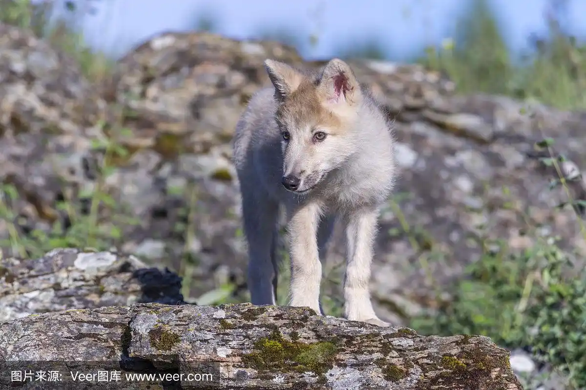 白色的狼崽
