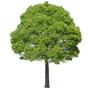 香樟树苗大型树木大树带土大小叶香樟驱蚊虫庭院绿化工程四季常青