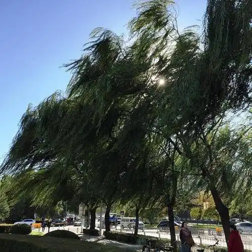 「大风预警」6月13日昭觉县气象台发布大风蓝色预警