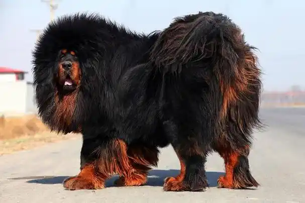 十大最贵名狗 - 宠物品种大全(世界上最贵的狗排名)(图14)