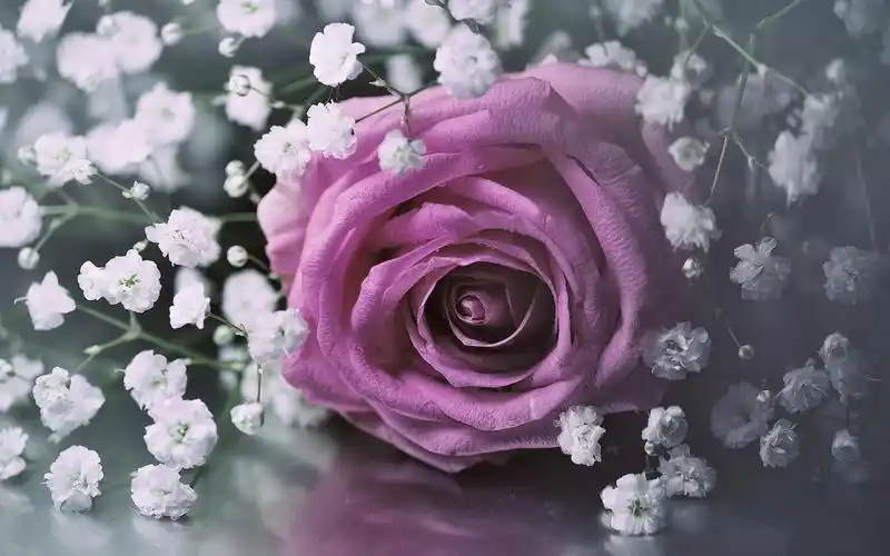 满天星唯美花语高清桌面壁纸