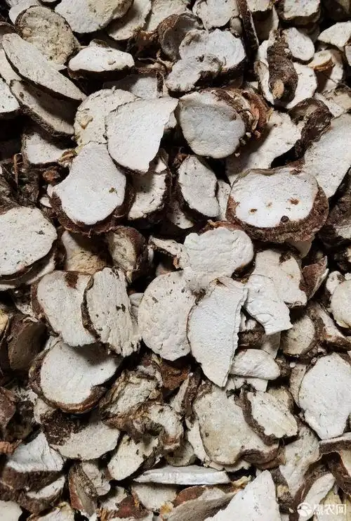 滇重楼 重楼开片