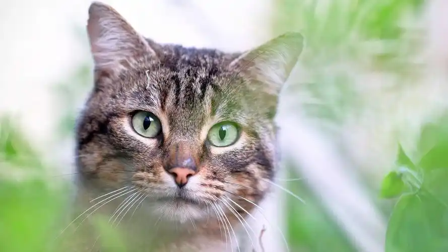 50m上传时间:2020-06-16壁纸标签:猫4k壁纸封面图猫壁纸【41】壁纸于