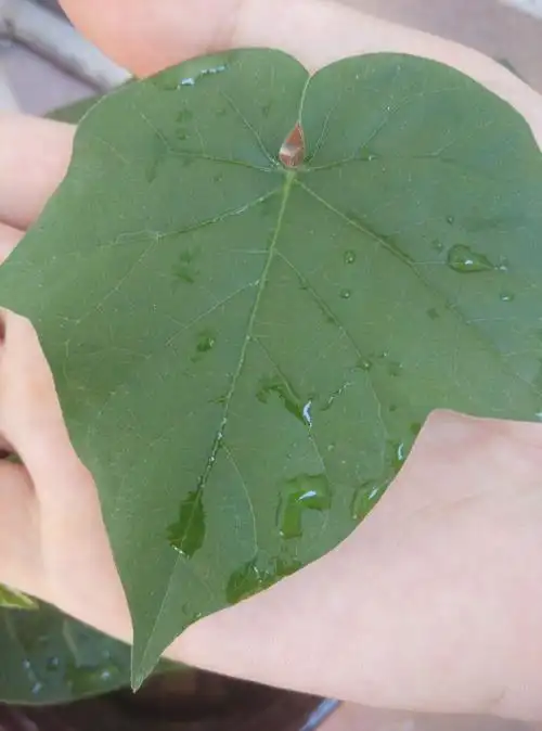 求解,高的那个,是什么植物?掌状三裂,叶和茎表面都有毛