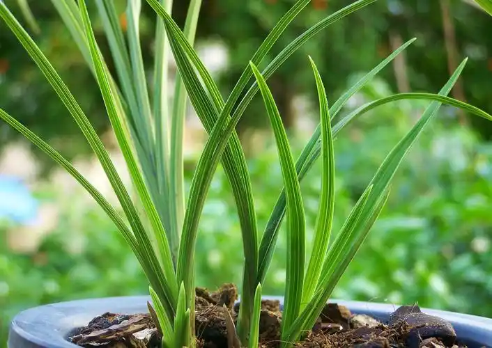 兰花夏天怕什么?牢记这几点,叶子油绿,花苞蹭蹭冒