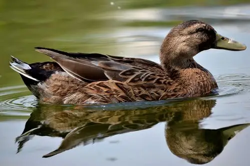 鸭子图-中关村在线摄影论坛