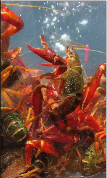 火爆20年沙井小龙虾排队神店回来了