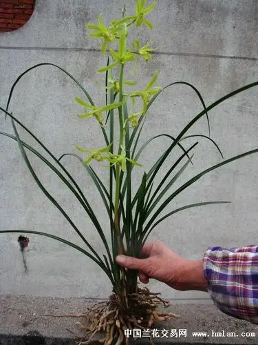 下山蕙兰大花素心