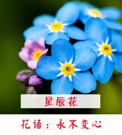 花语大全寓意爱情(花语大全寓意爱情句子)